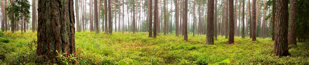 Foto der skovpanorama, der symboliserer ansvarlig og bæredygtig skovforvaltning, støttet af Superbox og Mazus virksomheder med FSC-certifikat.